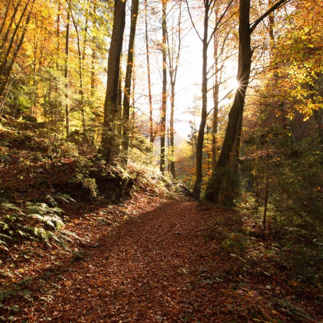 tvb-hallein-duerrnberg-wandern-wald-herbst